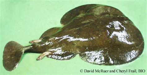 torpedo looking fish|Atlantic torpedo .